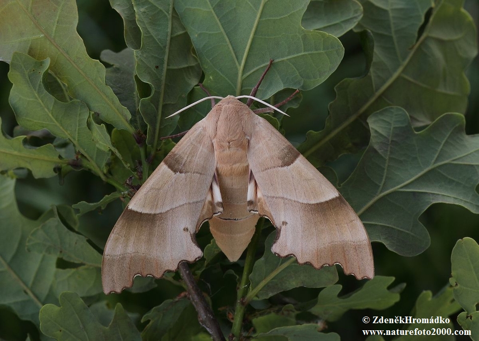 Oak Hawkmoth, Marumba quercus (Butterflies, Lepidoptera)